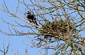Corbeau 3020